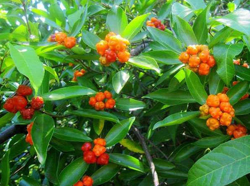 植物知识巴戟天