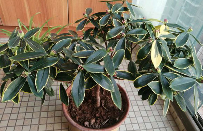 瑞香冬季怎么养？瑞香冬季催花方法